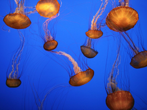 Monterey Aquarium