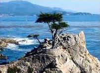 Lone Cypress at Pebble Beach