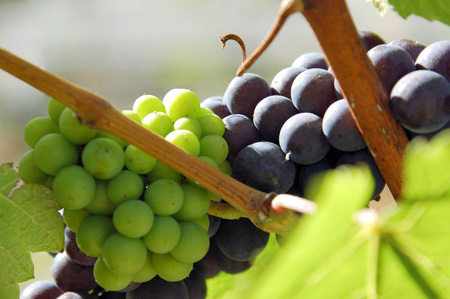 Grapes