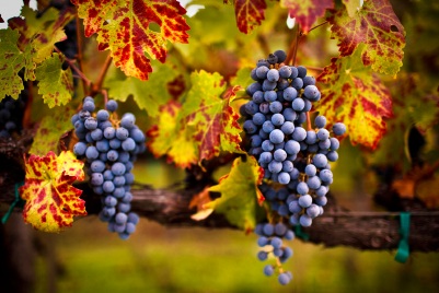 Harvest Time